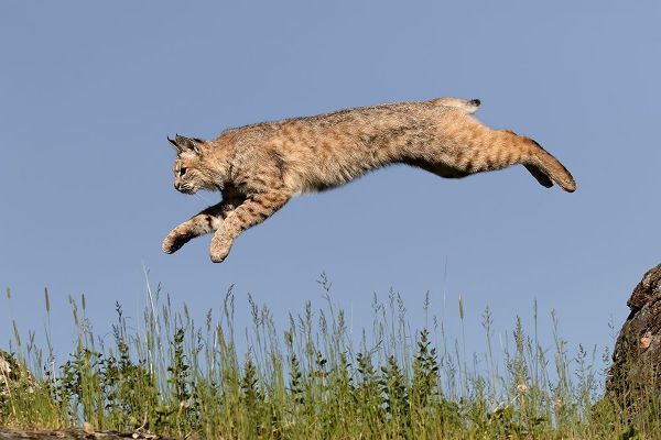 Bobcat jumping-Lynx Rufus Captive